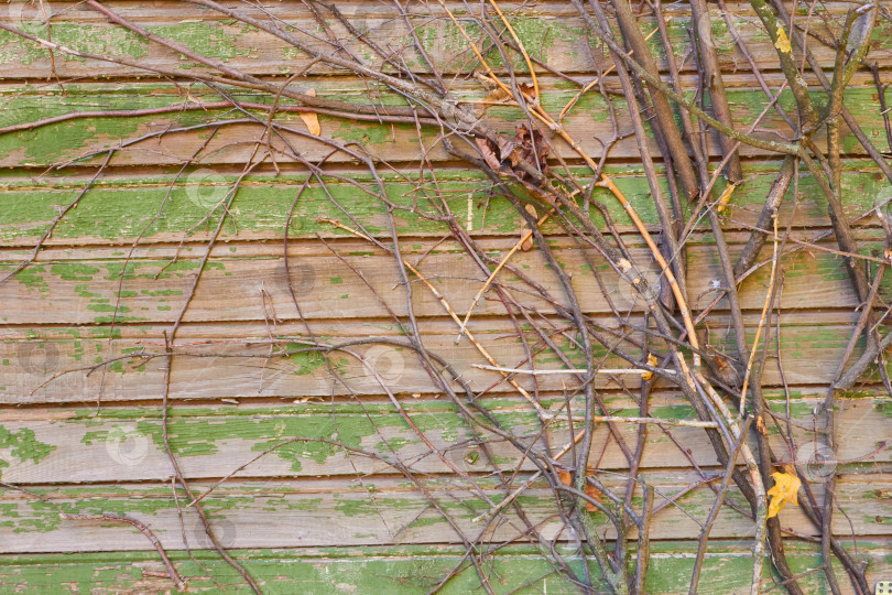 Скачать ветка без листьев на фоне зеленых планок. фотосток Ozero
