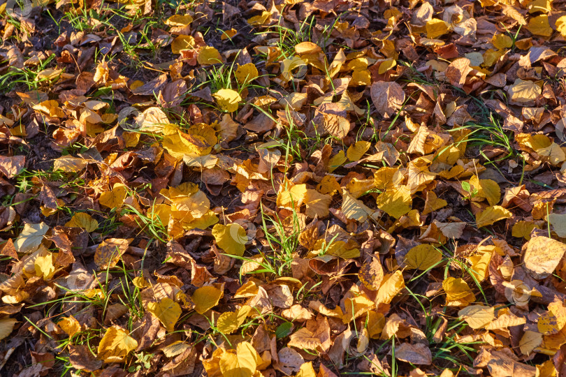 Скачать Фотография опавших желтых и бордовых листьев с деревьев. Листопад. Осень. фотосток Ozero