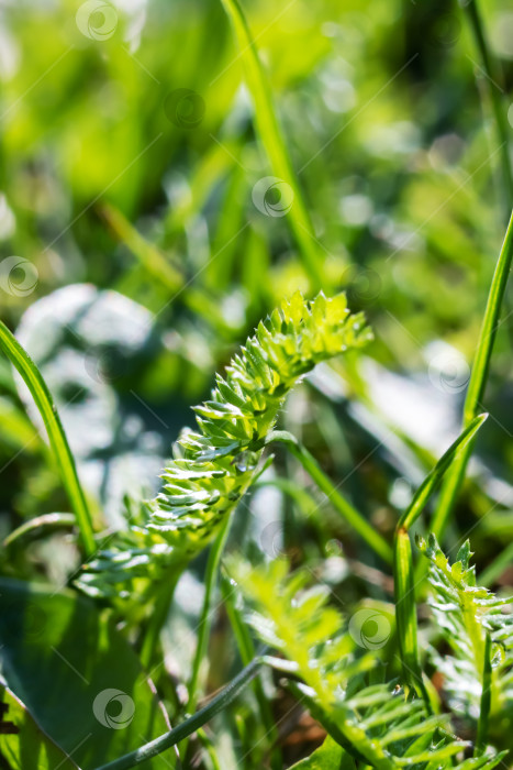 Скачать Молодые зеленые травинки крупным планом фотосток Ozero