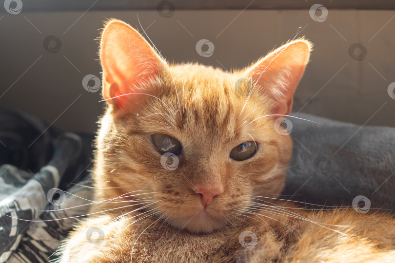 Скачать Красивая рыжая кошка в солнечном свете портрет крупным планом фотосток Ozero