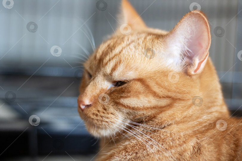 Скачать Домашняя рыжая кошка у себя дома портрет крупным планом фотосток Ozero