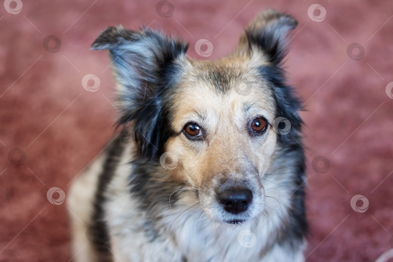 Скачать Портрет серой пушистой собаки крупным планом, вид сверху фотосток Ozero