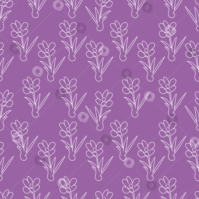 Скачать Фиолетовый цветочный фон - крокусы белый контур фотосток Ozero