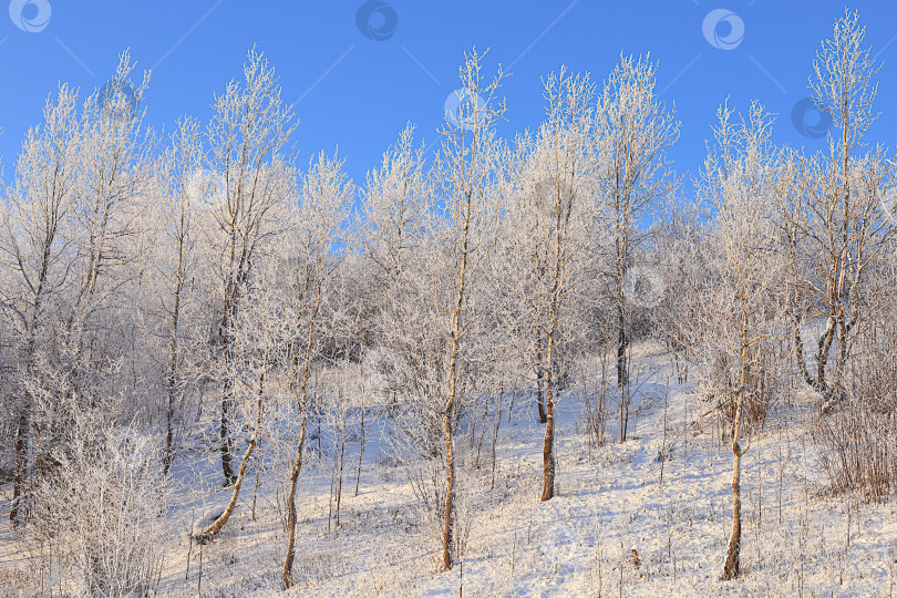 Скачать Русская природа зимой, красивый рождественский фон. После снегопада ветви деревьев покрываются снегом и сверкают на солнце, в сильный мороз и при низких температурах. Это красивый зимний баннер, новогодняя открытка фотосток Ozero