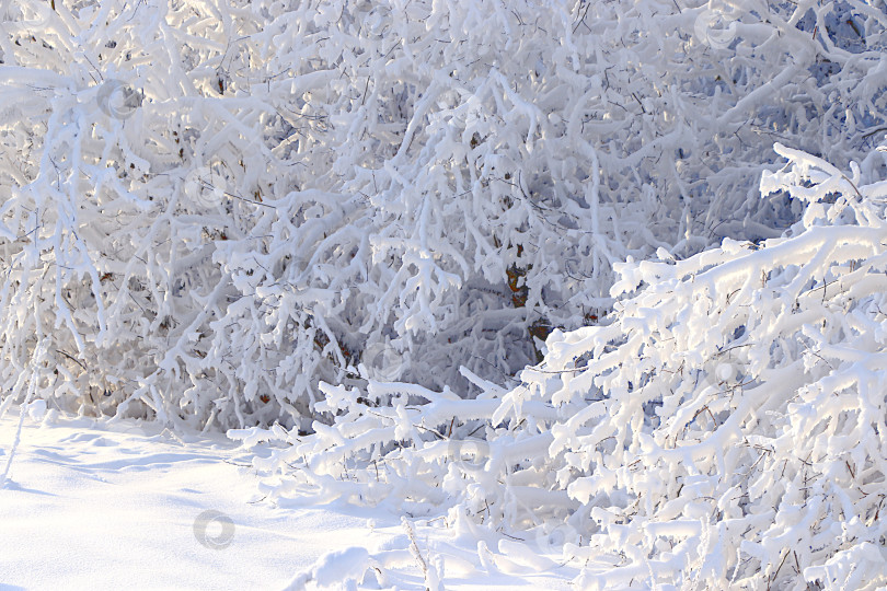 Скачать Русская природа зимой, красивый рождественский фон. После снегопада ветви деревьев покрываются снегом и сверкают на солнце, в сильный мороз и при низких температурах. Это красивый зимний баннер, новогодняя открытка, фотосток Ozero