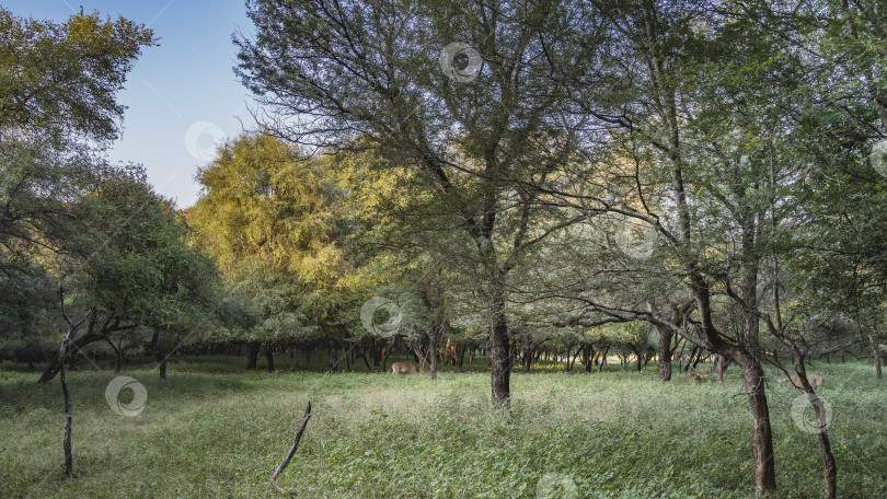 Скачать На залитой солнцем лесной поляне, на сочной зеленой траве, пасутся антилопа Нильгай и пятнистый олень аксис. фотосток Ozero