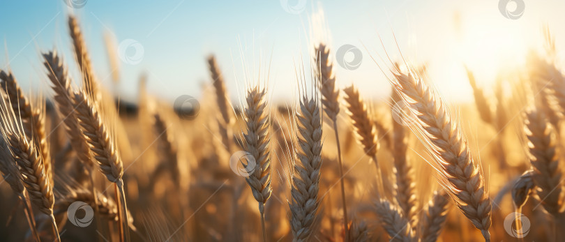 Скачать Пшеничное поле, знамя сбора урожая. Крупный план желтых колосьев пшеницы в солнечный день на ферме фотосток Ozero