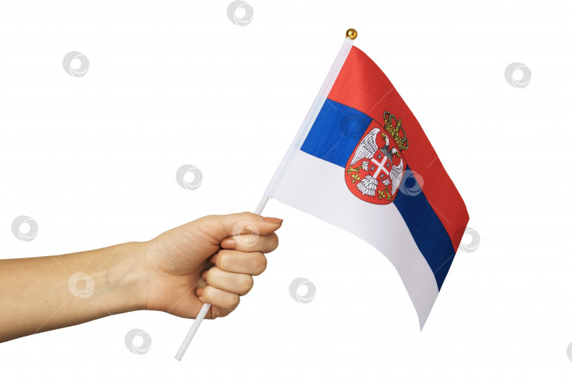 Скачать Женская рука, держащая флаг Сербии, выделенный на белом фоне, шаблон для дизайнеров фотосток Ozero