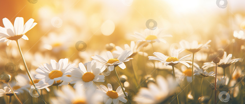 Скачать Цветочный баннер на фоне цветов, крупным планом белые маргаритки на лугу в солнечный день фотосток Ozero