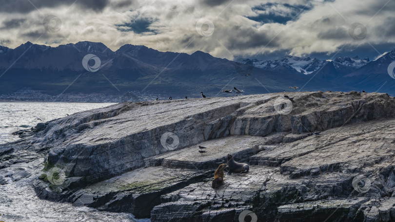 Скачать Морские львы отдыхают на склоне скалистого островка. фотосток Ozero