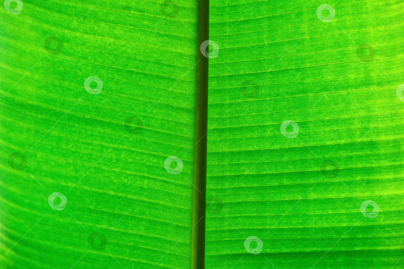 Скачать естественный зеленый цветочный фон - текстура широких листьев тропического растения фотосток Ozero