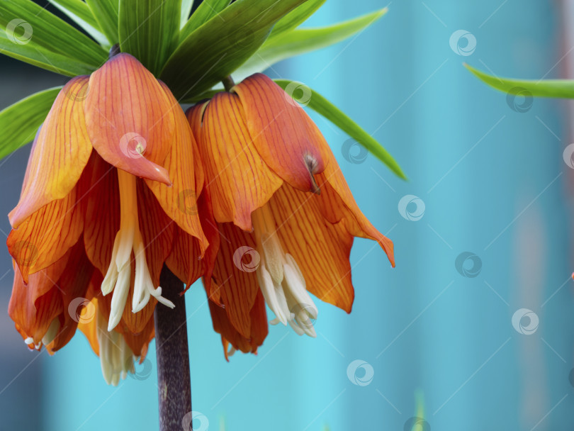 Скачать Оранжевые цветы императорского Корана (Fritillaria imperialis) на размытом синем фоне. Пустое место для вашего текста. Весенняя поздравительная открытка. фотосток Ozero
