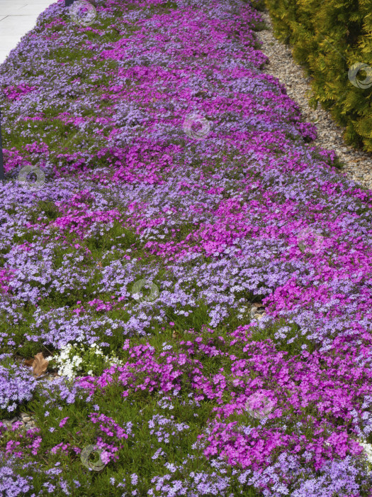 Скачать Фон из весенних цветов. Дорожка из разноцветных стелющихся цветов флокса фотосток Ozero