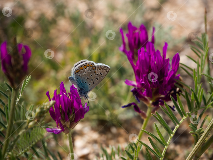 Скачать бабочка крупным планом на фиолетовом цветке на фоне травы и цветов фотосток Ozero