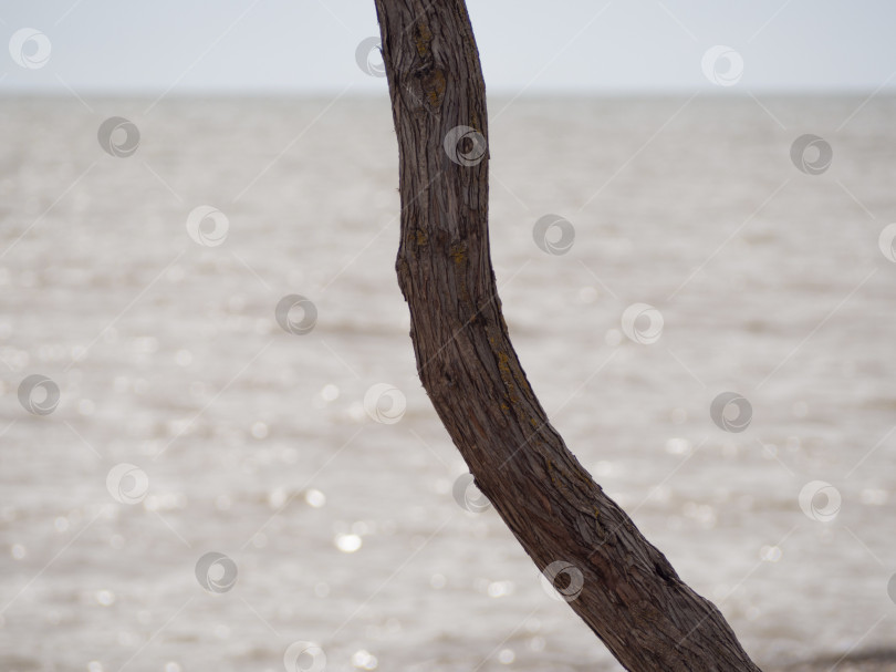 Скачать Естественный фон. Ствол дерева делит кадр пополам, на заднем плане вода размыта и блестит на солнце. фотосток Ozero