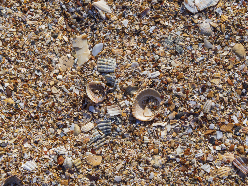 Скачать Естественный текстурированный фон из кусочков ракушек на песчаном пляже фотосток Ozero