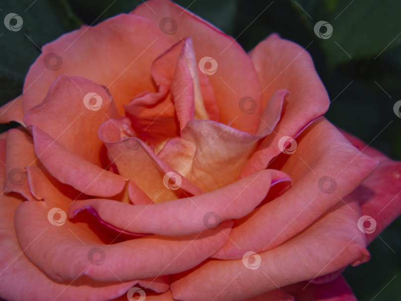 Скачать Бутон розы крупным планом. Горизонтальный снимок раскрытого бутона розы с фокусом в центре. Огромный бутон красной розы с нежными лепестками крупным планом в солнечном свете. Бутон красной розы, макро фотосток Ozero