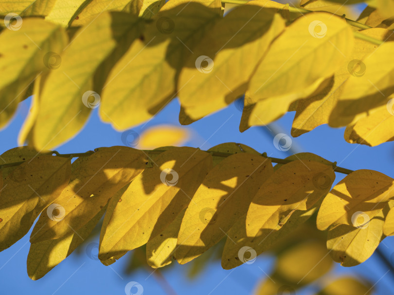 Скачать Осенние желтые листья на фоне голубого неба. Осенние золотые листья на деревьях на фоне ясного неба с небольшой глубиной резкости. Красивый осенний природный фон фотосток Ozero
