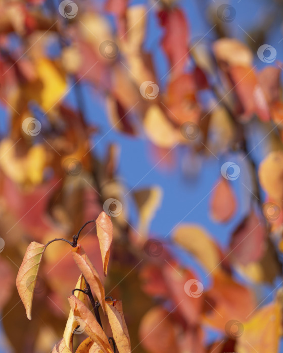 Скачать Осенние оранжевые листья на размытом голубом небе, осенний фон природы. Осенние золотисто-красные листья на деревьях на фоне ясного неба с небольшой глубиной резкости. Красивый осенний фон фотосток Ozero