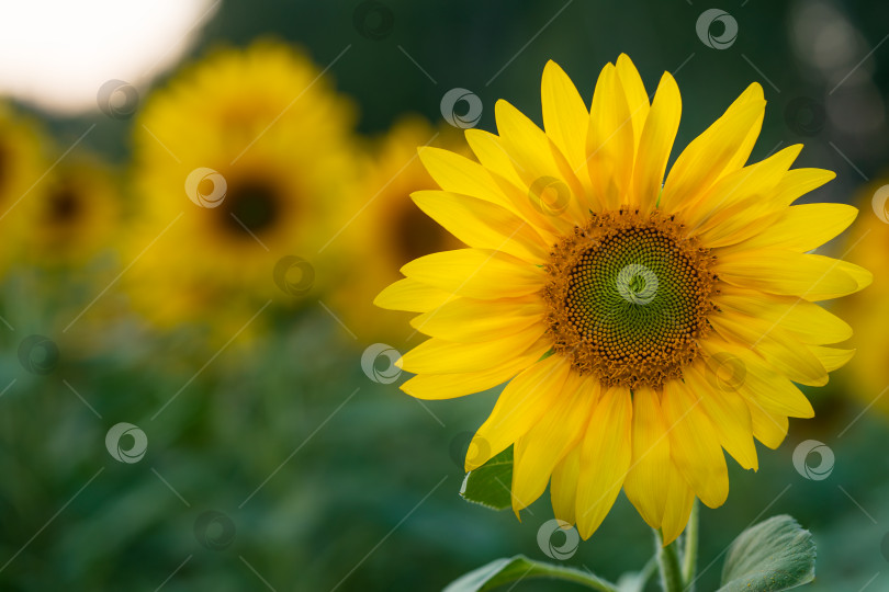 Скачать Острый цветок подсолнуха на размытом фоне других цветов. фотосток Ozero
