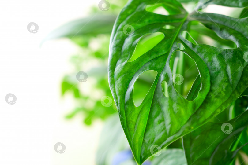 Скачать Монстера Обезьянья маска - комнатное растение, растущее под солнечным светом на подоконнике. фотосток Ozero
