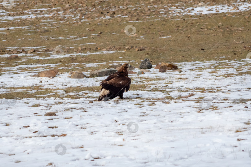 Скачать Охота на беркута (Aquila chrysaetos) в снегу. Пространство для копирования. фотосток Ozero