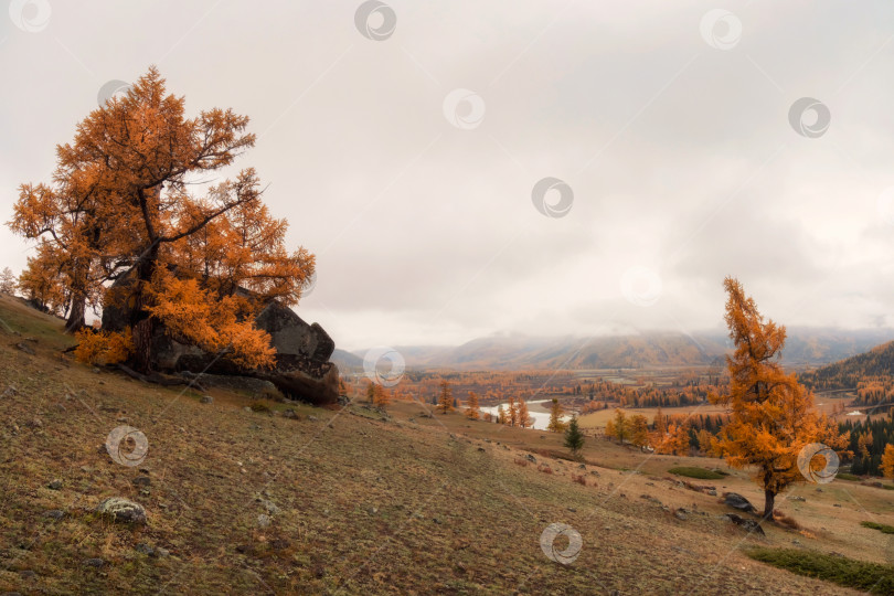 Скачать Успокаивающий дождливый осенний пейзаж с большим гранитным валуном и красной осенней лиственницей на склоне холма. Вдалеке видна петля реки. Утренний туман застилает горную долину. фотосток Ozero