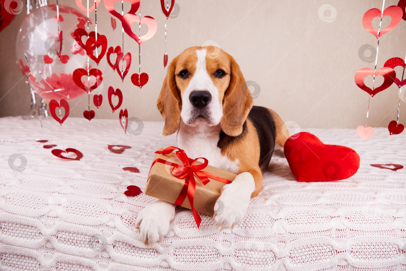 Скачать Собака породы бигль с подарком и красным сердечком на кровати. Помещение украшено гелиевыми шарами и праздничным декором. фотосток Ozero