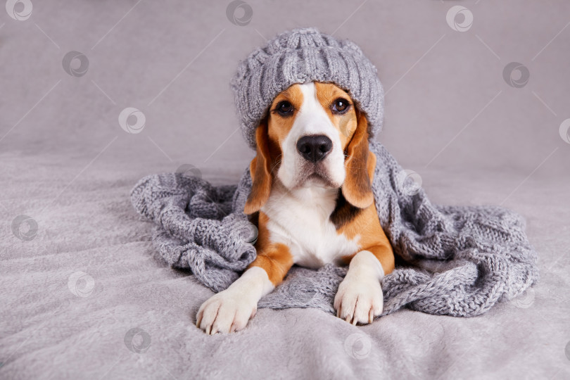 Скачать Собака породы бигль в вязаной серой шапочке и шарфе лежит на диване. фотосток Ozero