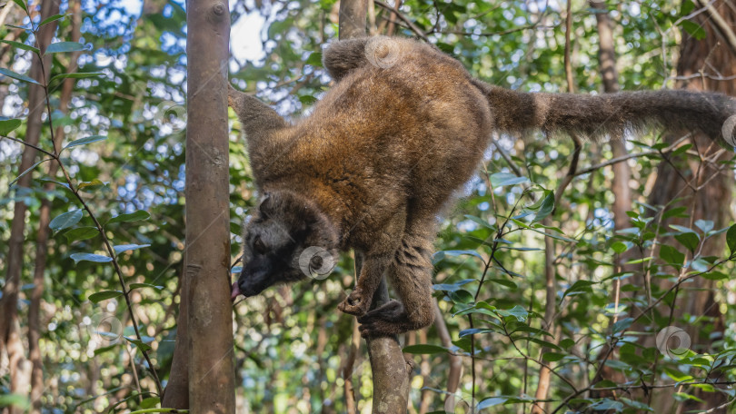 Скачать Очаровательный обыкновенный коричневый лемур Eulemur albifrons фотосток Ozero