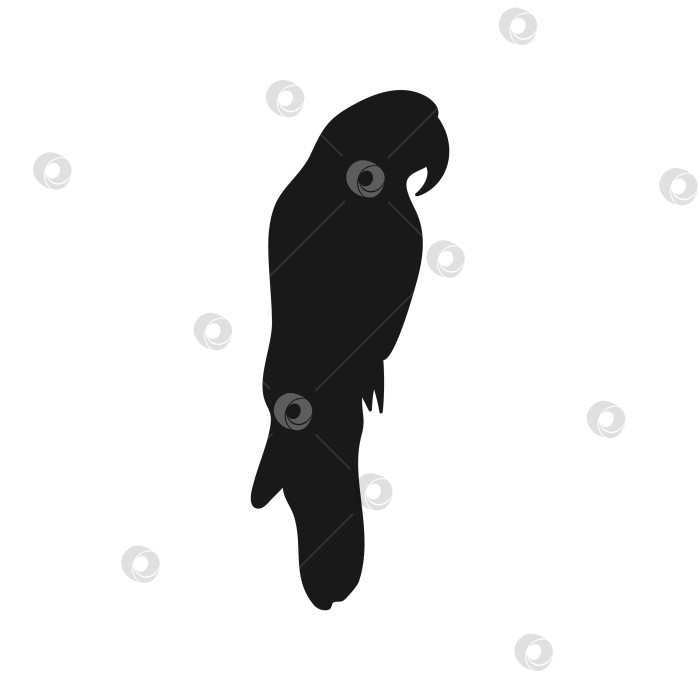Скачать Силуэт попугая. Изолированный Значок на Белом фоне фотосток Ozero