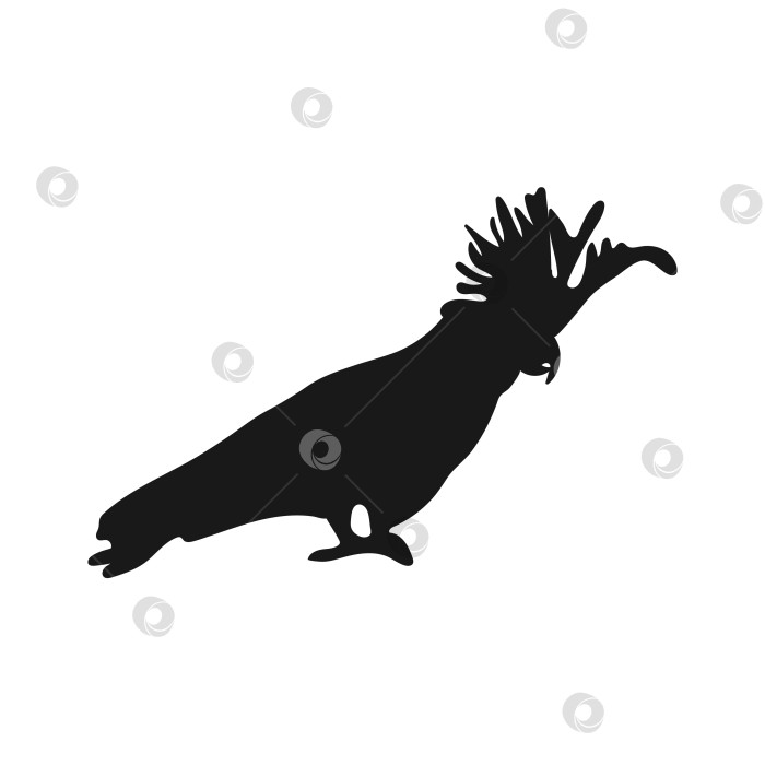 Скачать Силуэт попугая какаду. Изолированный значок на белом фоне фотосток Ozero