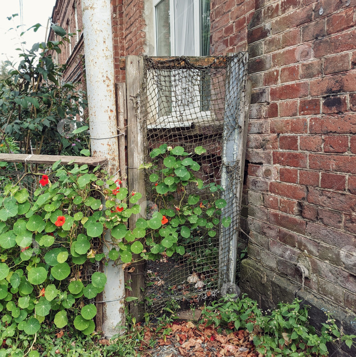 Скачать Увитая растениями ограда палисадника у дома фотосток Ozero
