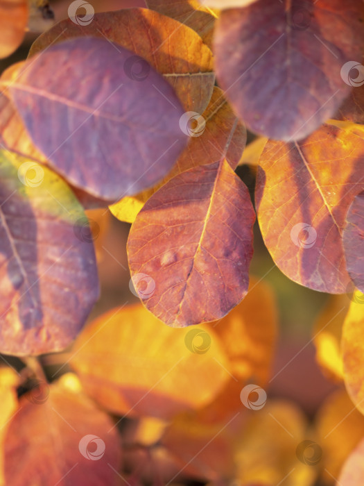 Скачать Фон из осенних листьев. Фон из красных и оранжевых осенних листьев, Золотая осень в теплых тонах фотосток Ozero