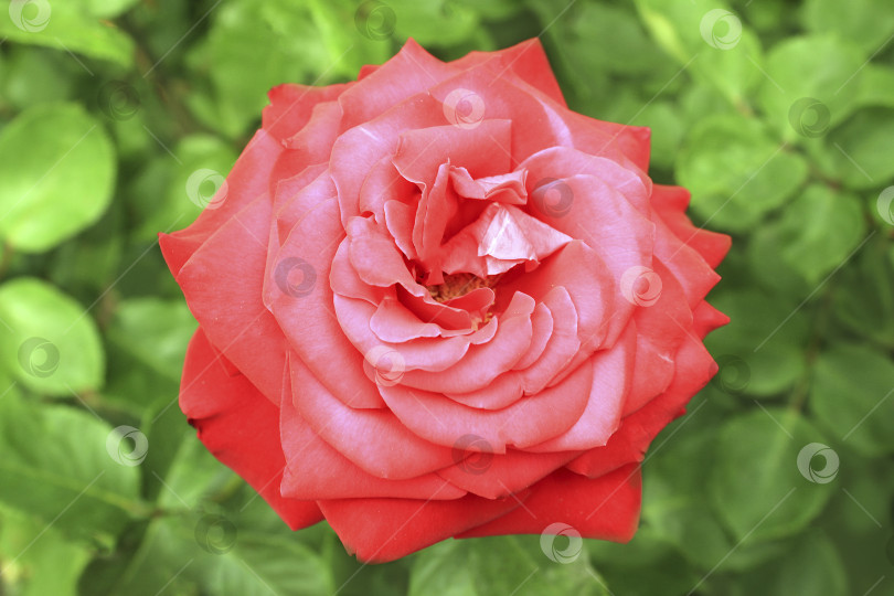 Скачать Красная роза фотосток Ozero