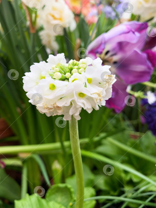 Скачать Белая примула Primula denticulata Alba. Белые цветы на лужайке среди зелени фотосток Ozero