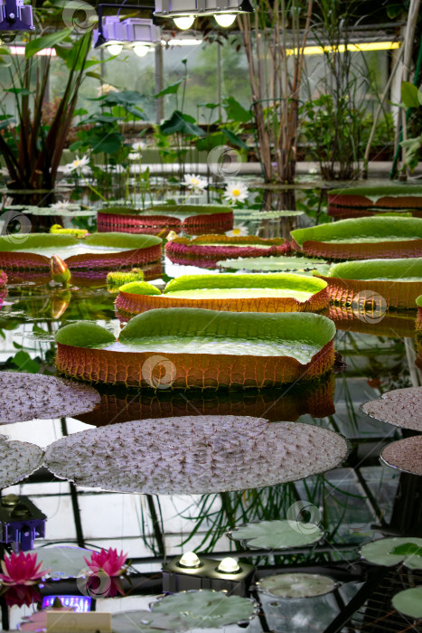 Скачать Листья водяной лилии Виктория амазоника плавают на поверхности пруда в ботаническом саду. фотосток Ozero
