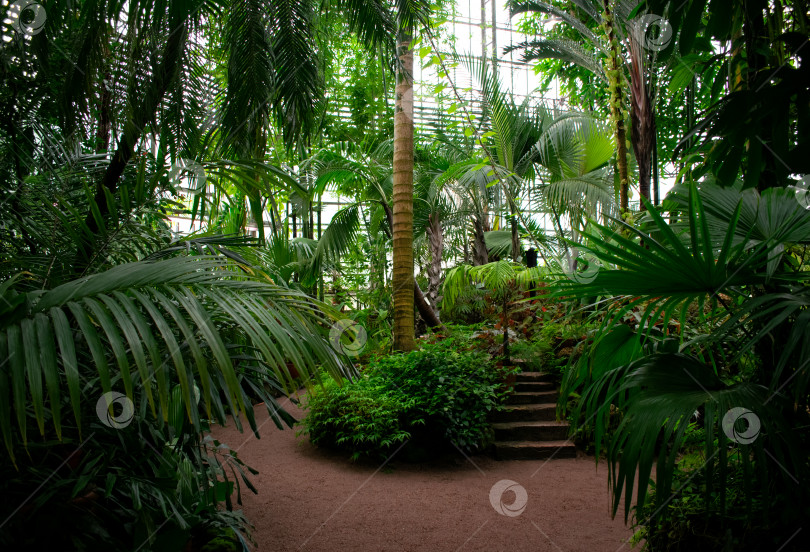 Скачать Ботанический сад с пальмой посередине и пешеходной дорожкой. Оранжерейные джунгли. фотосток Ozero