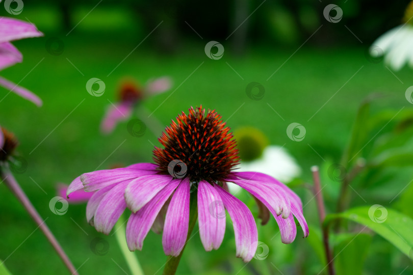 Скачать Фиолетовый цветок эхинацеи, конский цветок, в саду. фотосток Ozero