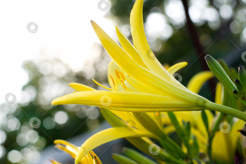Скачать Желтый лилейник цветет на фоне заходящего солнца в саду летом. Вид сбоку. фотосток Ozero