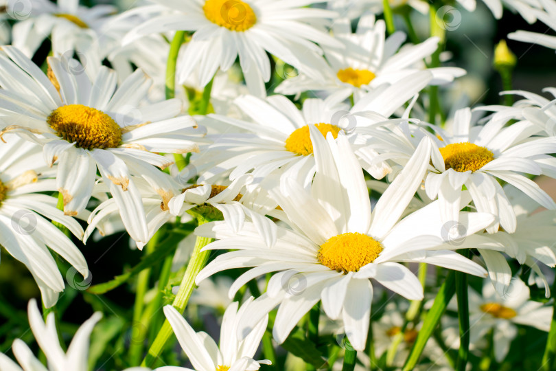 Скачать Большие цветы садовой ромашки, лейкантемы, распускающиеся летом на солнце. фотосток Ozero