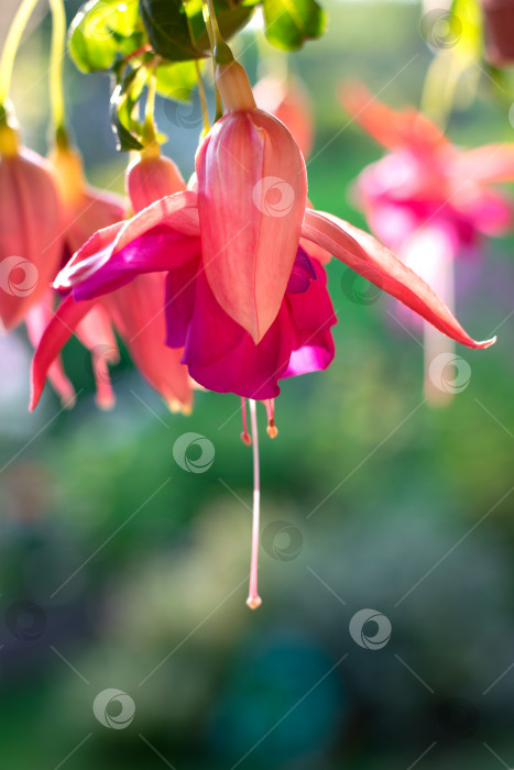Скачать Цветок фуксии, свисающий с цветочного горшка фотосток Ozero
