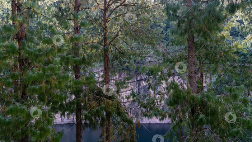Скачать На берегу озера растут сосны с раскидистыми ветвями и длинными зелеными иглами фотосток Ozero