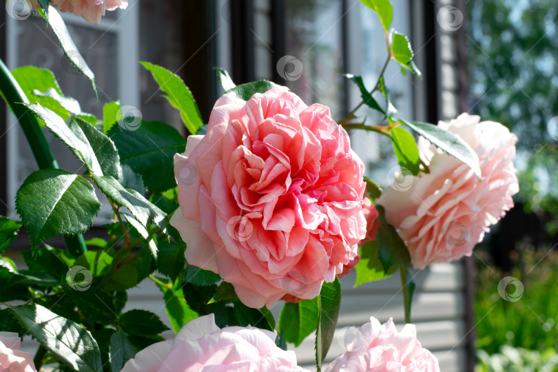 Скачать Красивая розовая вьющаяся роза, цветущая у коттеджа в саду фотосток Ozero