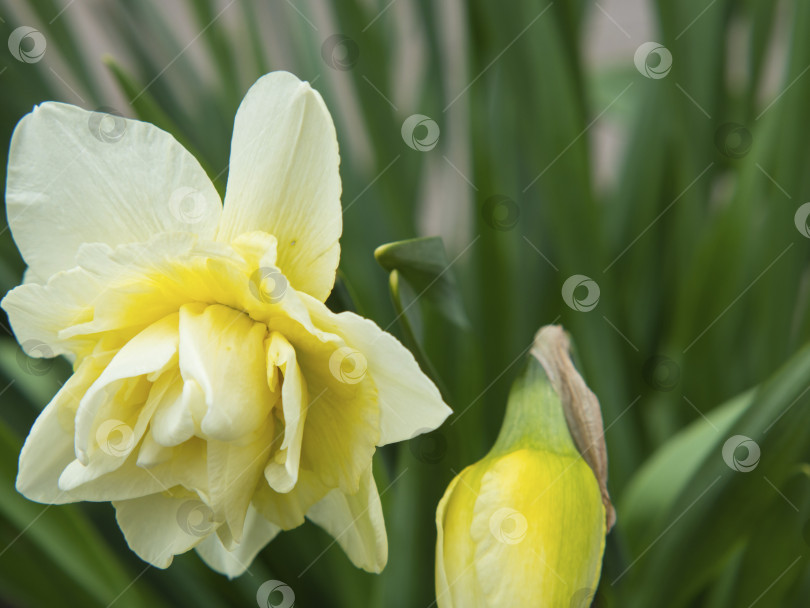 Скачать Крупный план белого махрового цветка нарцисса. фотосток Ozero