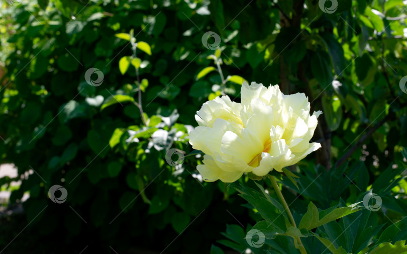 Скачать Желтый пион (Paeonia lutea), цветущий на клумбе фотосток Ozero