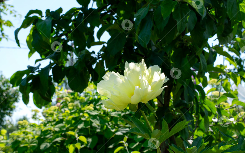 Скачать Желтый пион (Paeonia lutea), цветущий на клумбе фотосток Ozero