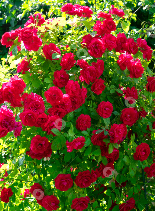 Скачать Красная вьющаяся роза, цветущая гроздьями фотосток Ozero