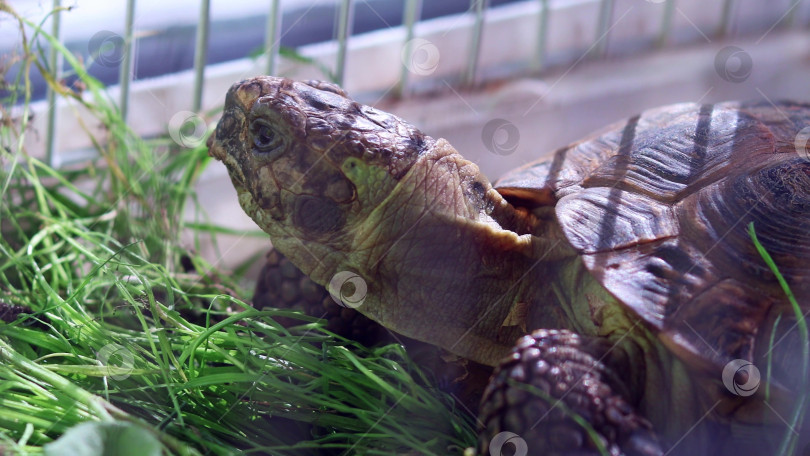 Скачать домашняя черепаха наслаждается солнечным светом и греется на нем, сидя в клетке на траве фотосток Ozero