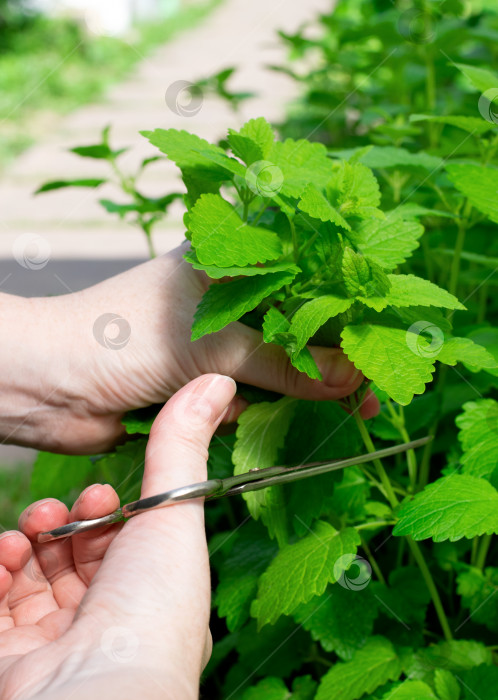 Скачать Женщина собирает ножницами листья мяты в саду в солнечный день. фотосток Ozero